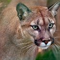slides/IMG_4685.jpg wildlife, feline, big cat, cat, predator, fur, cougar, mountain, lion, puma, eye, whisker WBCW92 - Puma - Mountain Lion